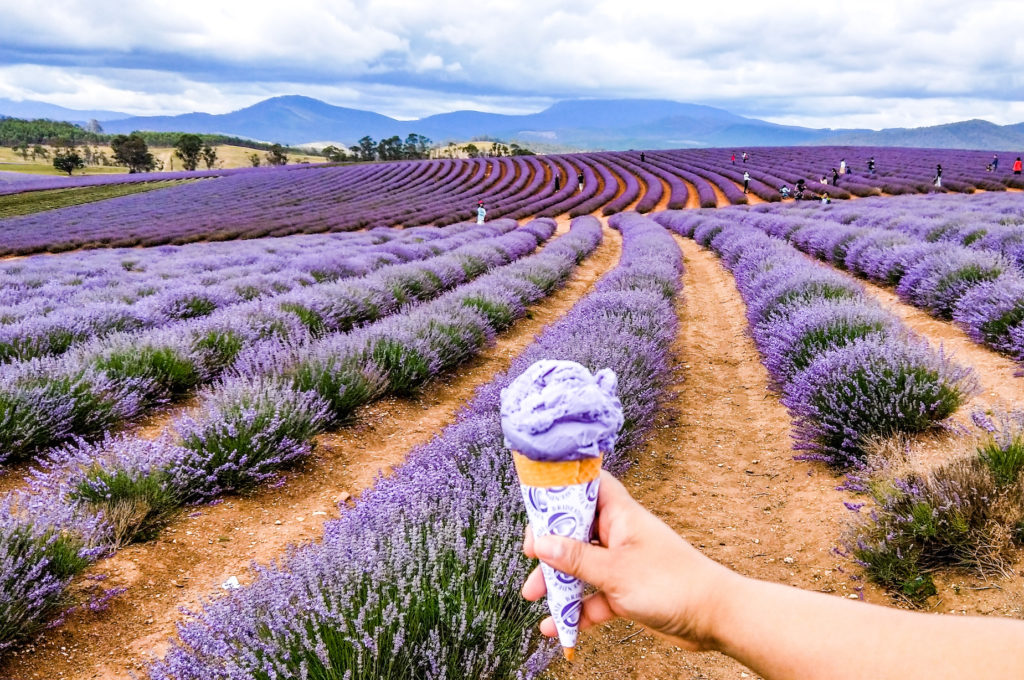 lavender farm tasmania ice cream Destiny's Child