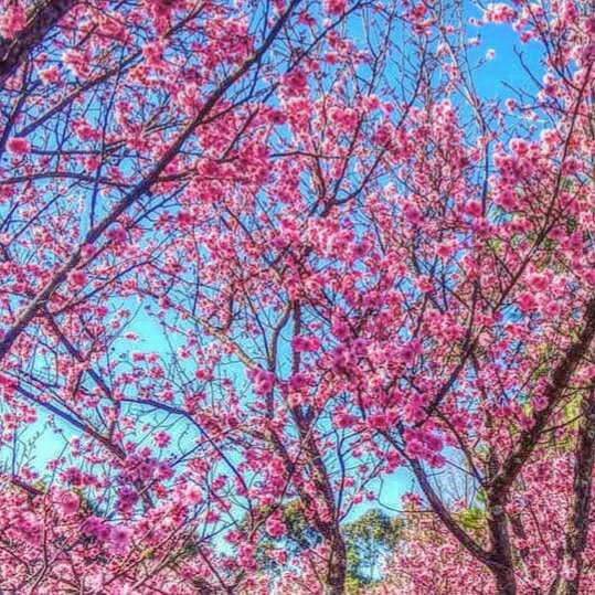 cherry blossoms australia