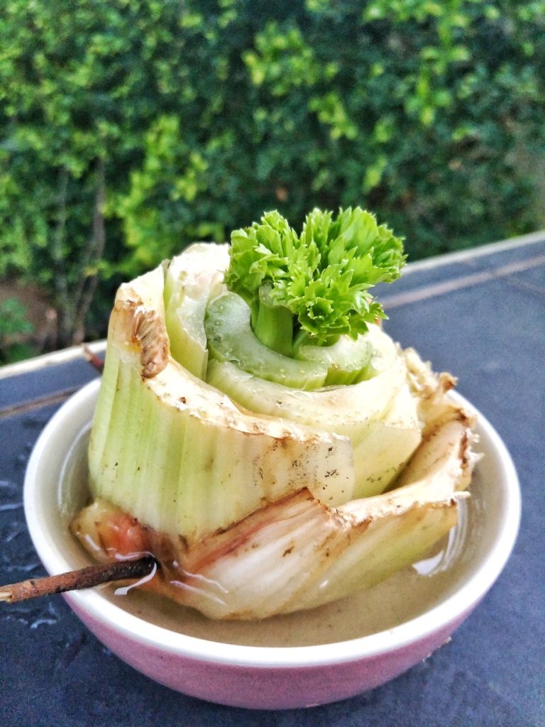 propagating celery in water