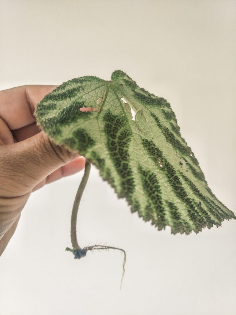begonia otto forester leaf propagation
