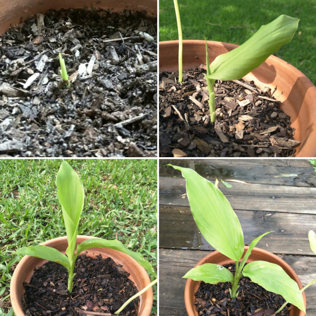 growing turmeric from rhizome