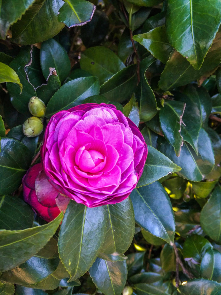 camellias