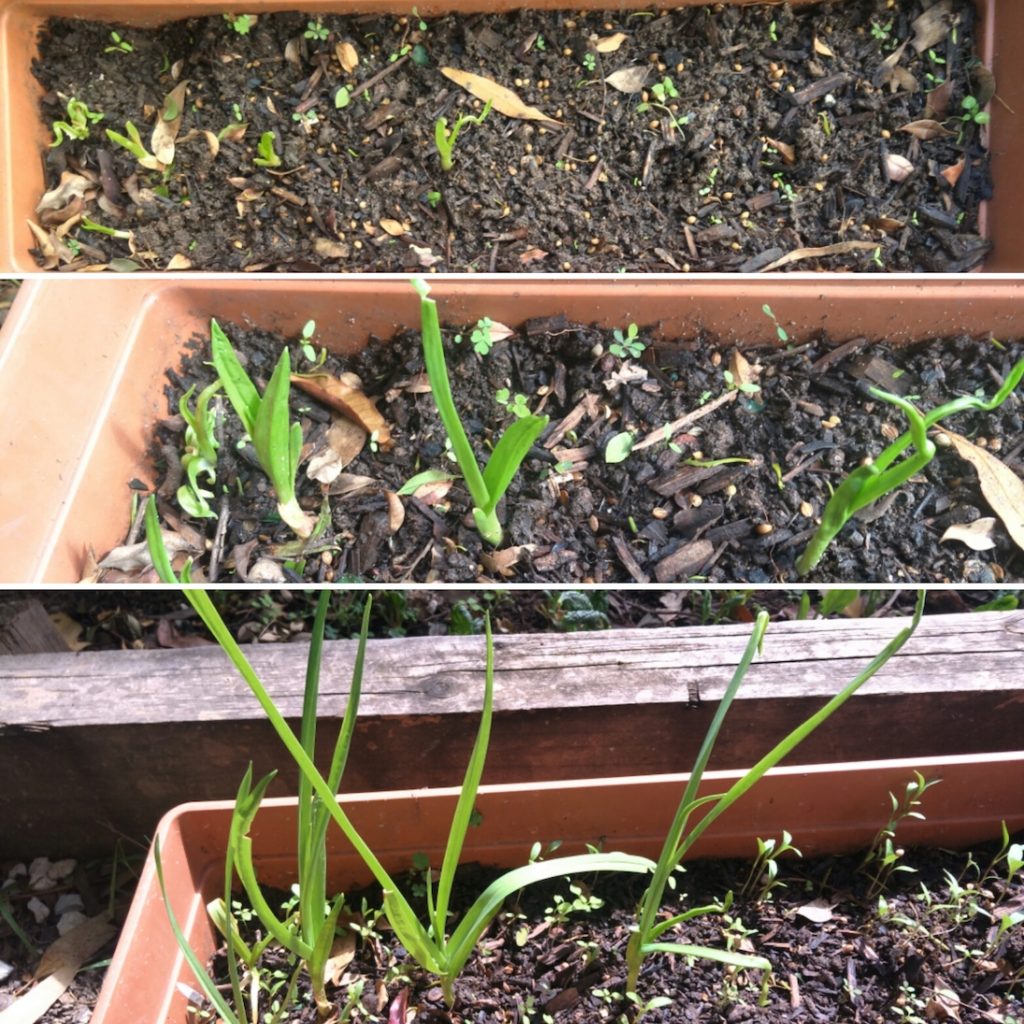 Garlic growing at home