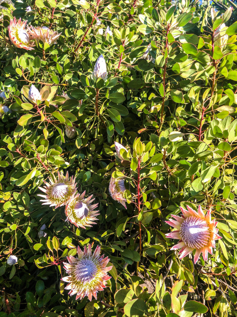 Protea flowers in Australia
