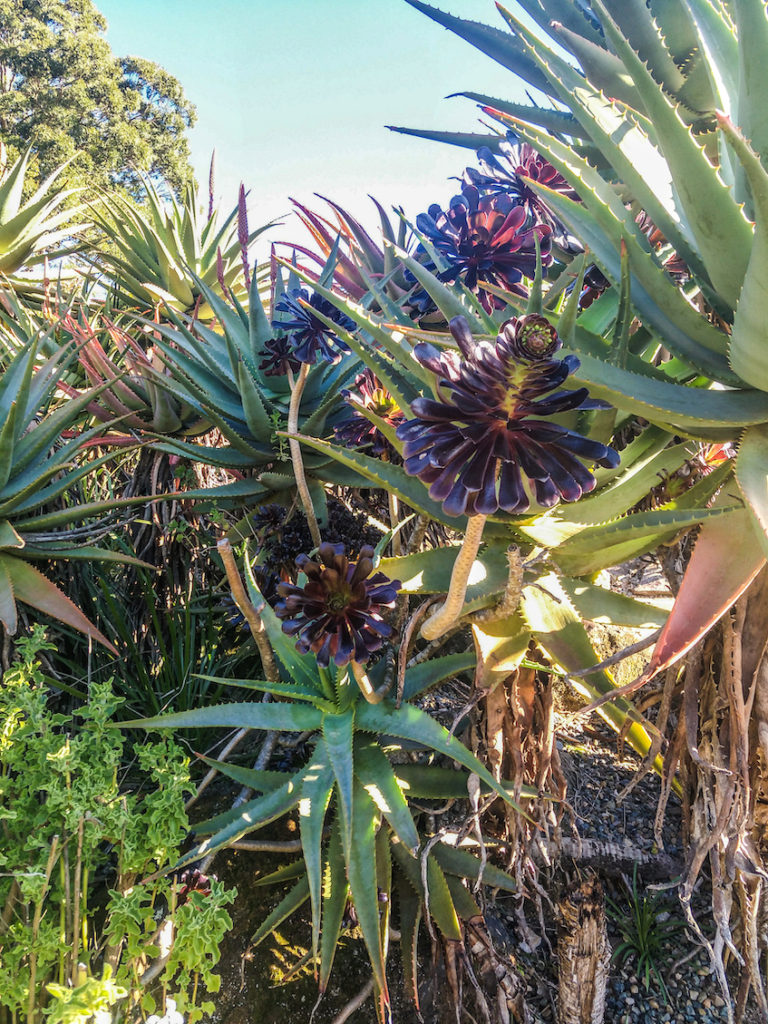 large bush of Aeonium and Aloe in Australia