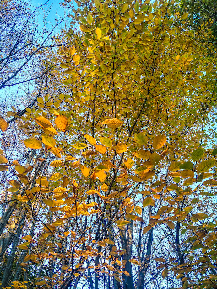 yellow autumn leaves in sydney australia