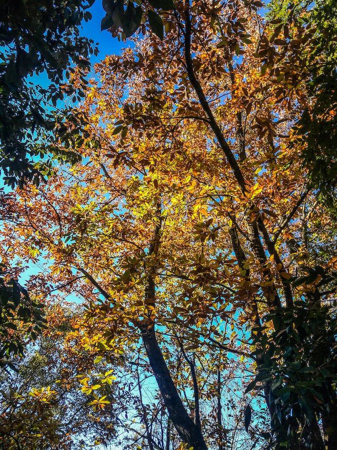 yellow autumn leaves in sydney australia