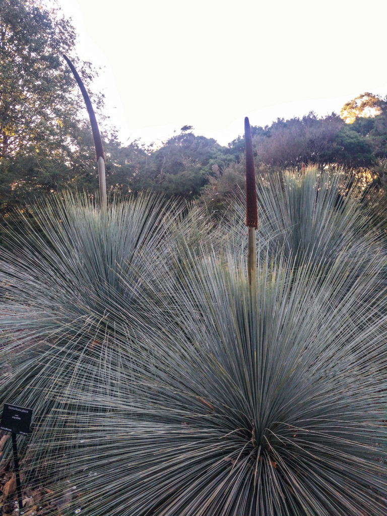 Xanthorrhoea glauca or Blue glass tree