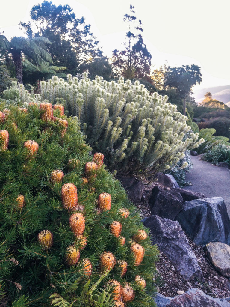 Banksia australian native plants and flowers