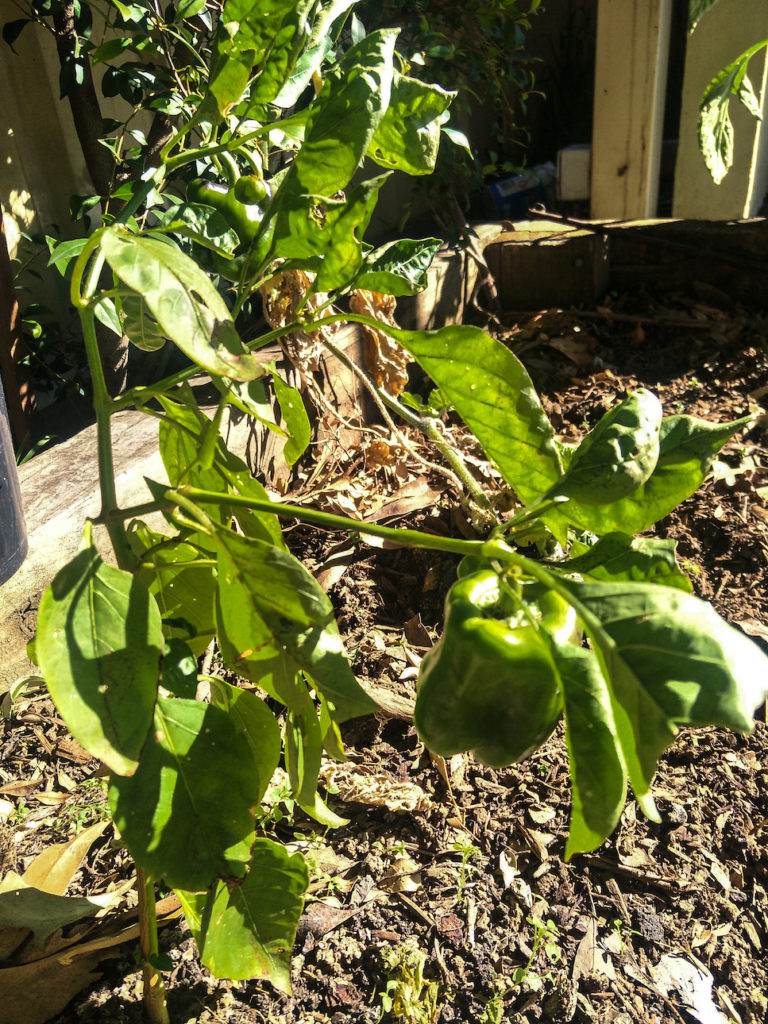 growing capsicum at home