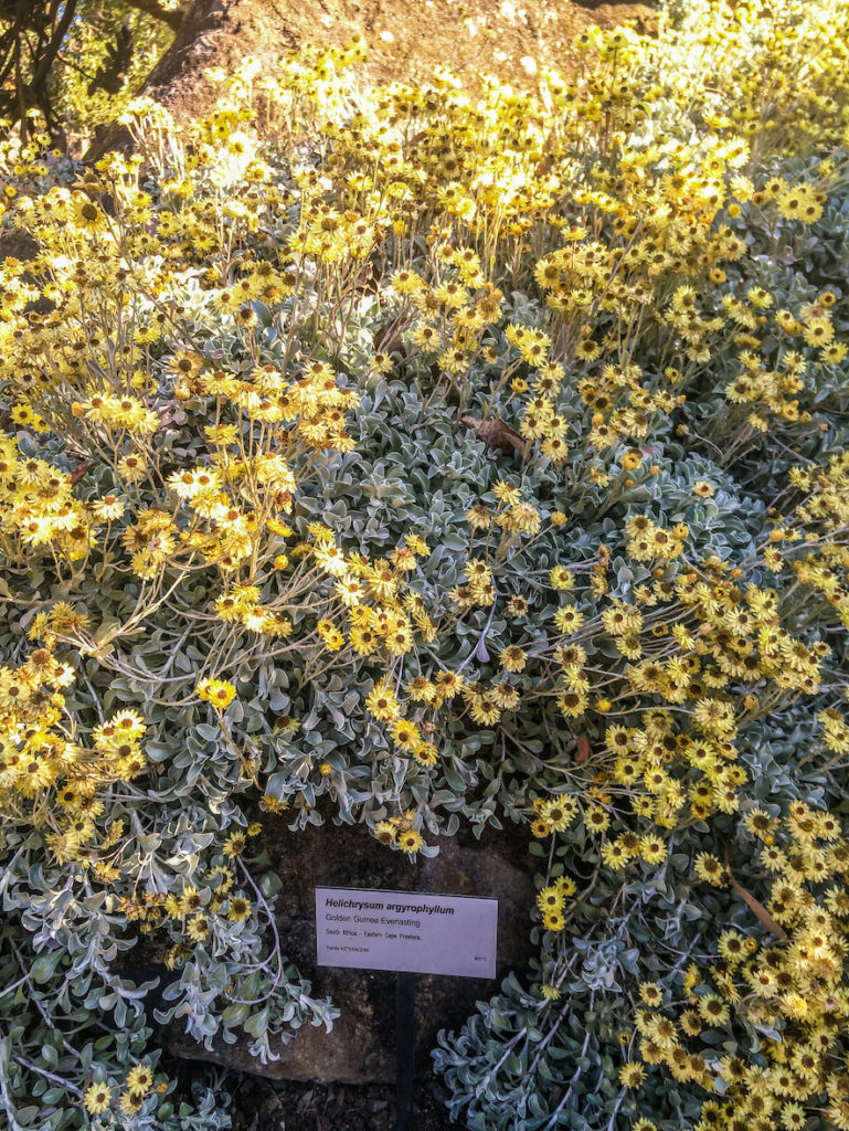 Golden Guinness Everlasting flowers