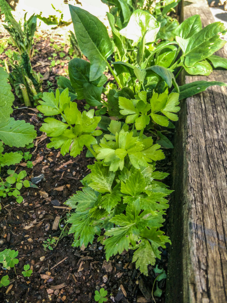 growing celery at home from kitchen scraps