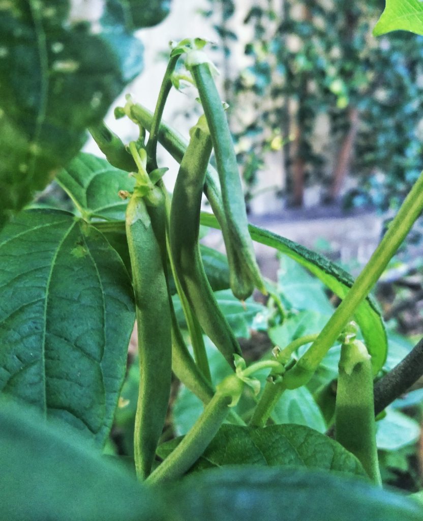 how to grow kidney beans at home