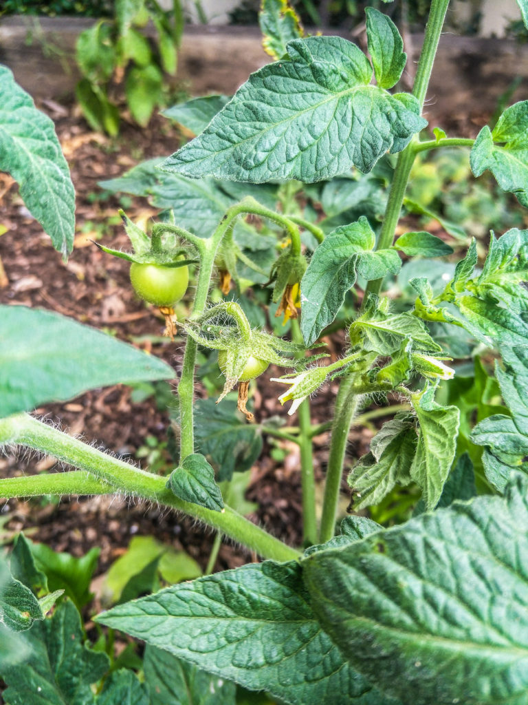 growing vegetables from scraps tomato