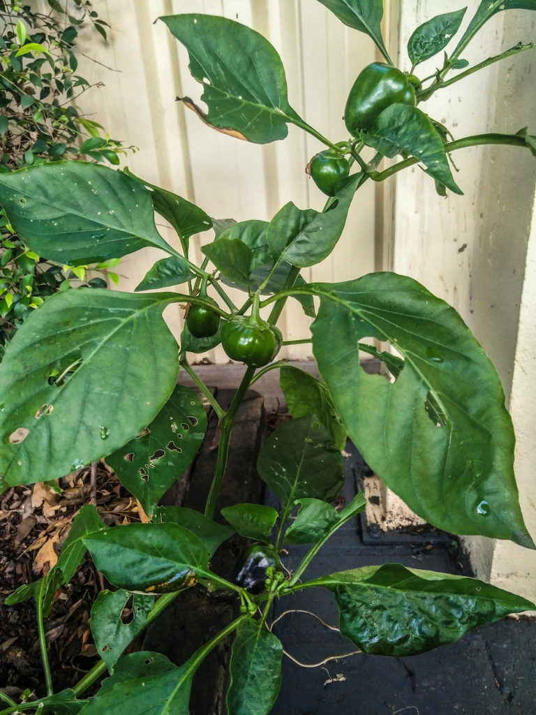 growing vegetables from scraps