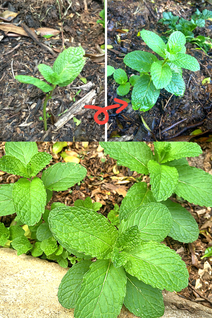 how to grow mint at home growing vegetables from scraps