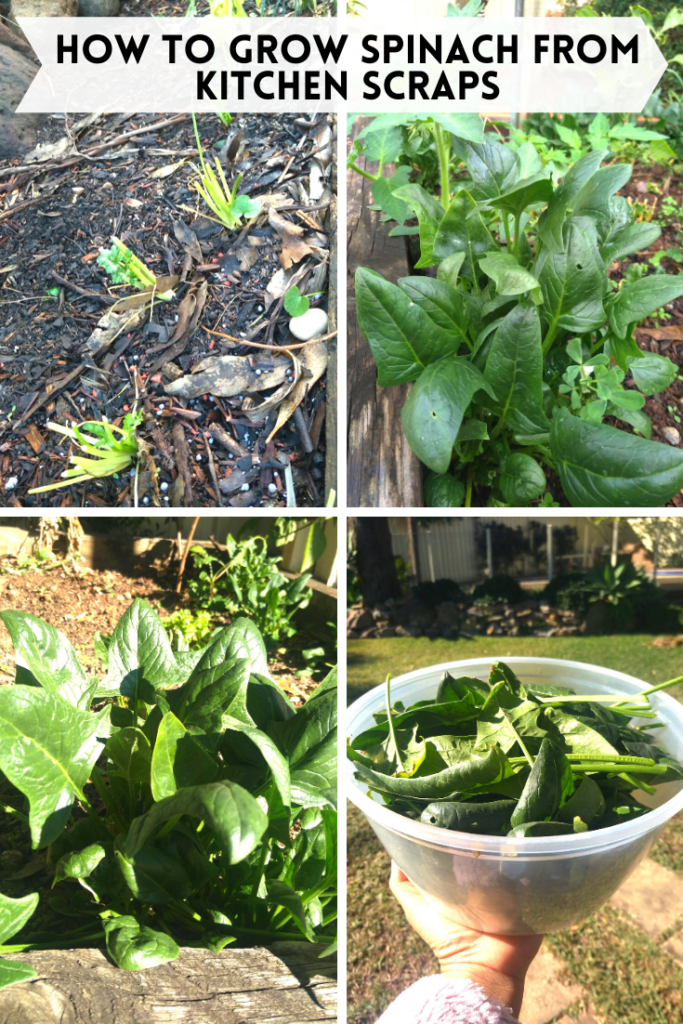 how to grow spinach at home growing vegetables from scraps