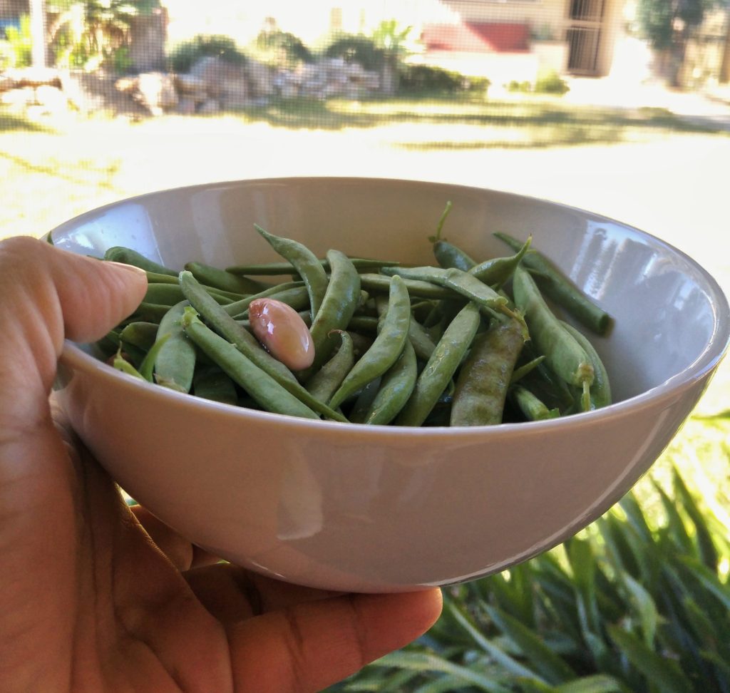 how to grow kidney beans at home