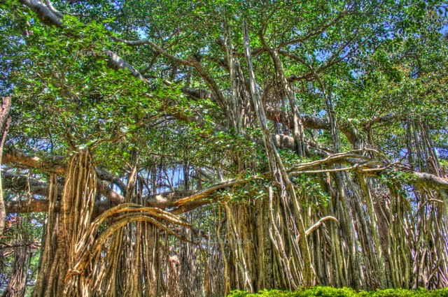 the big banyan tree - day trips around bangalore