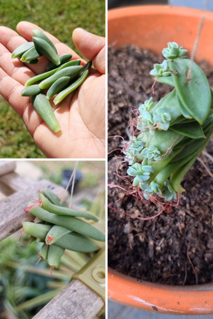 Propagating succulents from leaves without soil