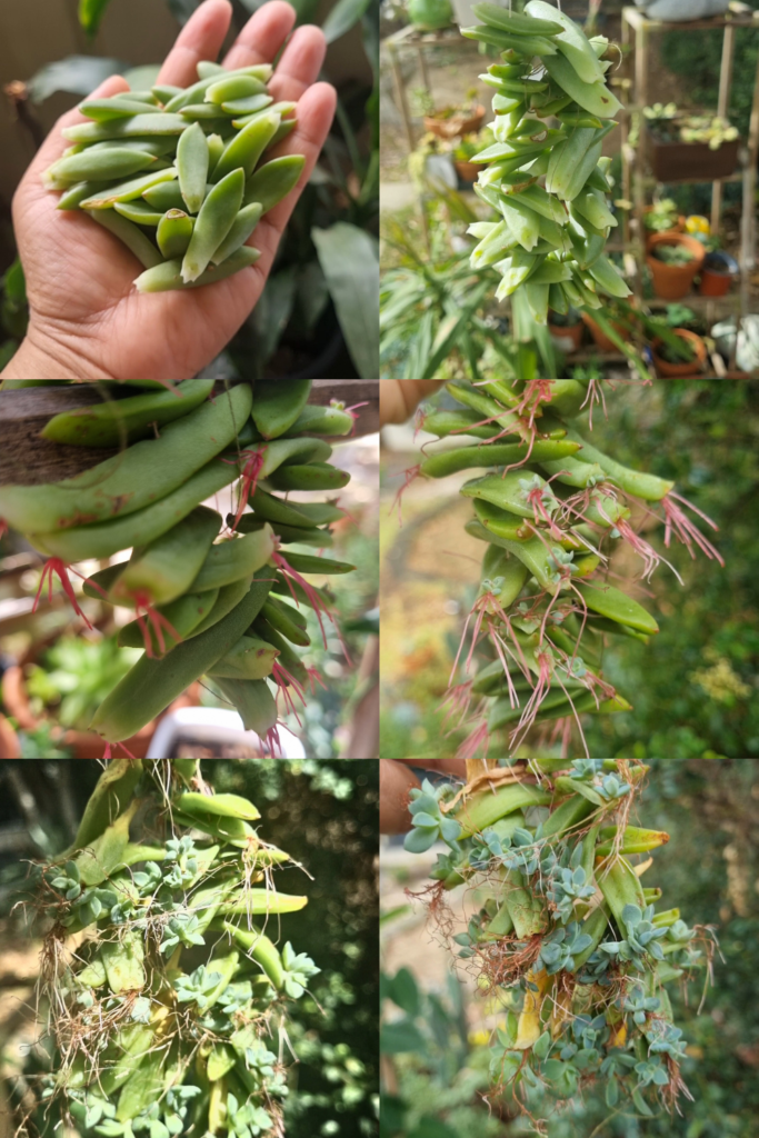 grow succulents from leaves by propagation air drying