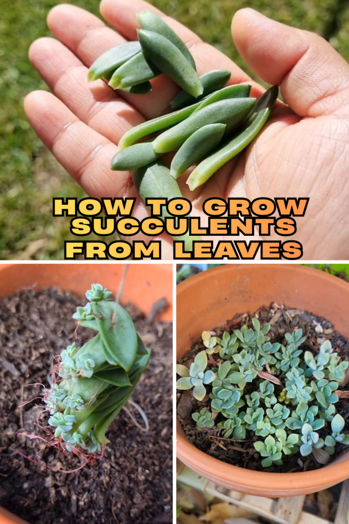 Propagating succulents from leaves without soil