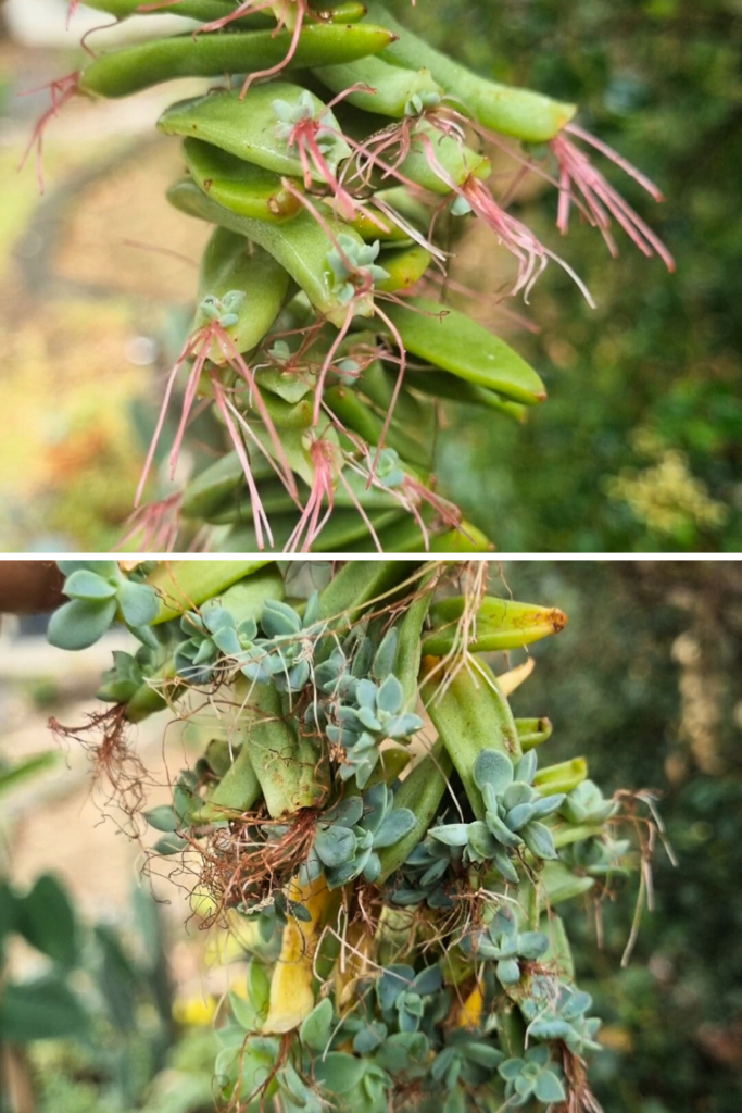 Succulent air propagation